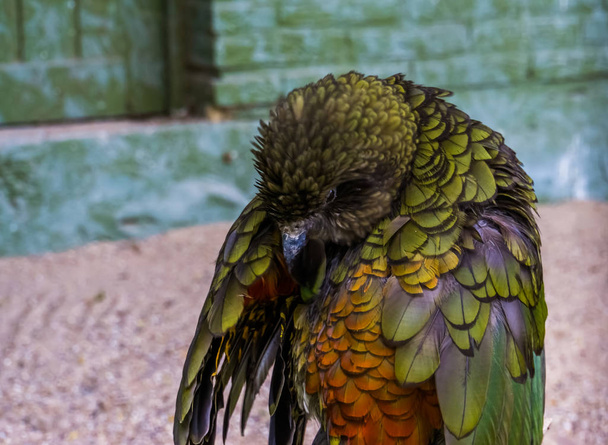 Kea papagáj tollászkodás a tollak, alpesi papagáj Új-Zéland, veszélyeztetett madár Specie - Fotó, kép