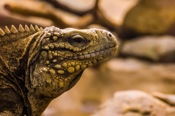 retrato de cerca de la cara de una iguana de roca cubana, especie de lagarto tropical y vulnerable de la costa de Cuba
 - Foto, Imagen