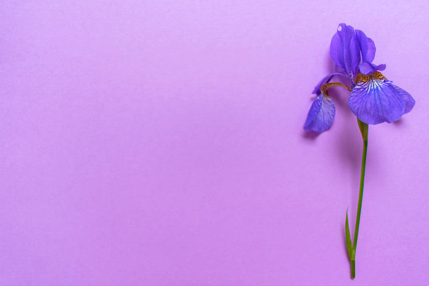 穏やかな紫色の背景に青いアイリスの花。スペースのコピー - 写真・画像
