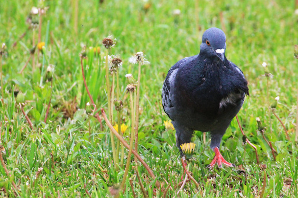 full body of homing pigeon bird standing in city garden - Fotó, kép