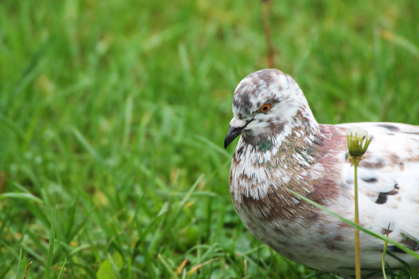 A beautiful dove resting in green grass and waiting for friends - Fotó, kép