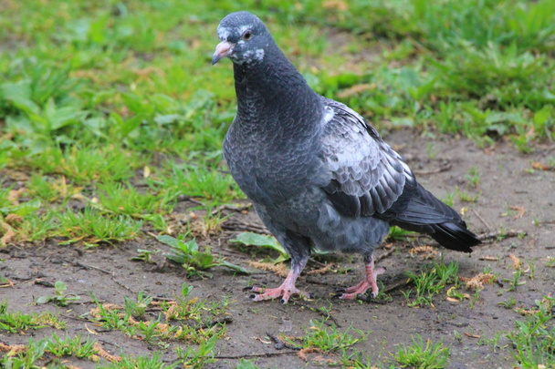Summer morning a beautiful white-blue pigeon stands in the grass of a city park. - Fotó, kép