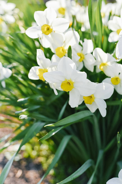 Valkoiset kukat Reffodilit kukkivat puutarhassa
 - Valokuva, kuva
