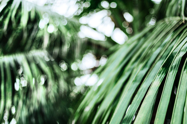 Tropical palm leaves, floral pattern background - Fotoğraf, Görsel