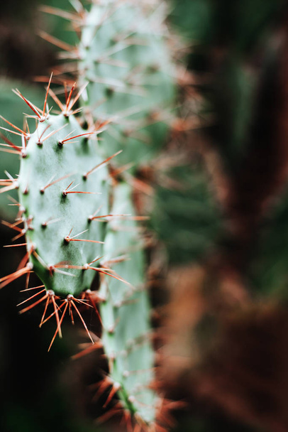 Cactus texture background. - Foto, Imagen