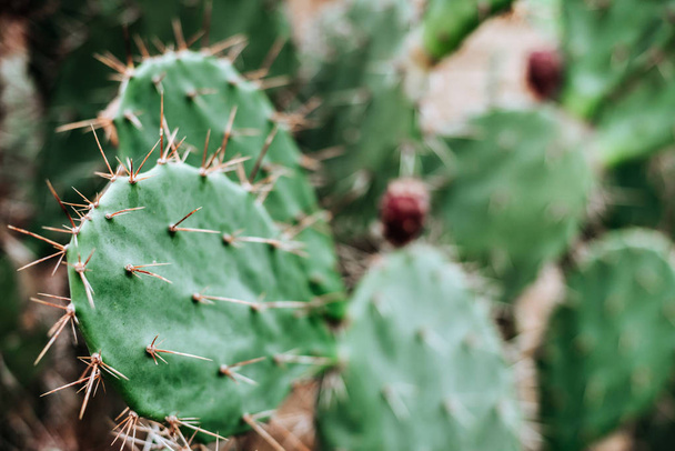 Cactus texture background. - Valokuva, kuva