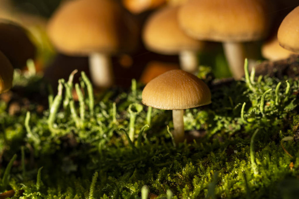 Toadstool mycena cogumelos em uma madeira em uma grama verde. Foco suave, Bokeh. Autum, luz do sol
 - Foto, Imagem