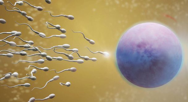 3D απόδοση του σπέρματος και το περιεχόμενο της επιστήμης των ωαρίων. - Φωτογραφία, εικόνα