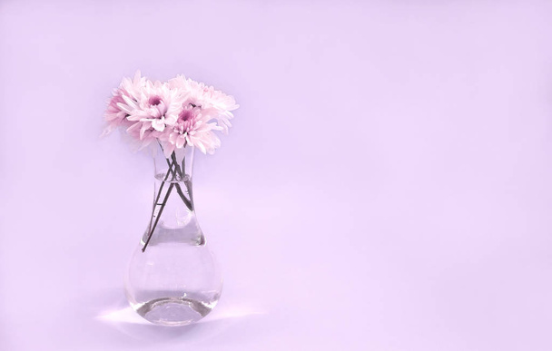 Chryzanthemum květiny na pozadí barev s prostorem pro kopírování. - Fotografie, Obrázek