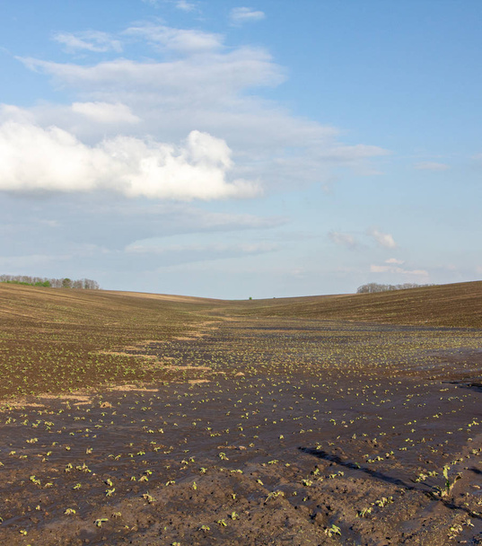 Agrarisch gebied na hevige regenval, afzettingen van Nozem en diverse vuil op het veld. - Foto, afbeelding