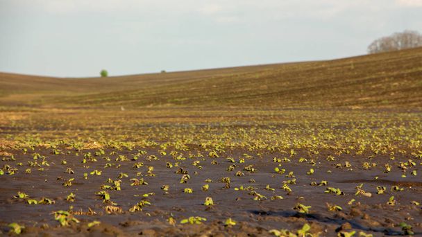 landwirtschaftliche Felder nach starkem Regen, Ablagerungen von Tschernozem und verschiedenen Trümmern auf dem Feld. - Foto, Bild