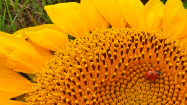 Marienkäfer oder Marienkäfer läuft auf Sonnenblume - Filmmaterial, Video