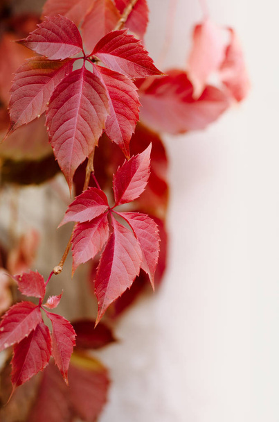 Wild red grape leaves. Bright fall background. - Foto, Imagem