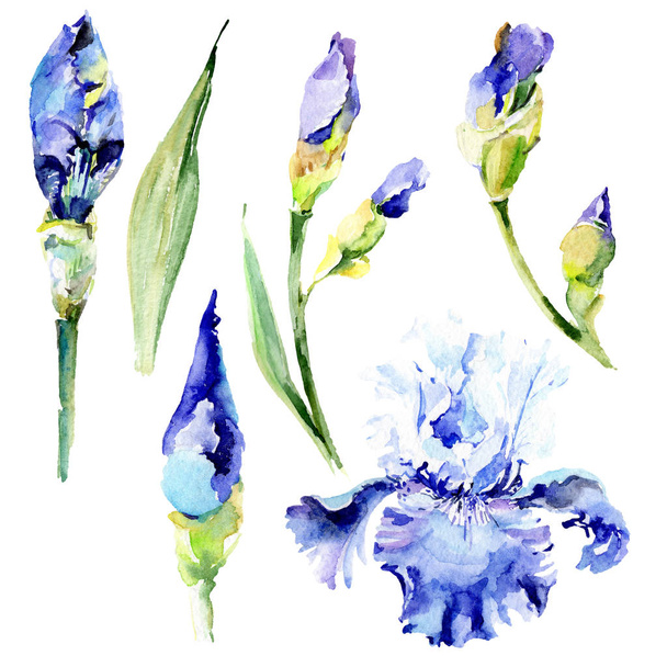 Violet iris floral botanical flowers. Watercolor background illustration set. Isolated irises illustration element. - Foto, afbeelding