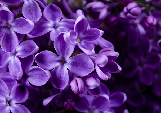 美しい紫色のライラックの花。ライラック春の花のマクロ写真. - 写真・画像