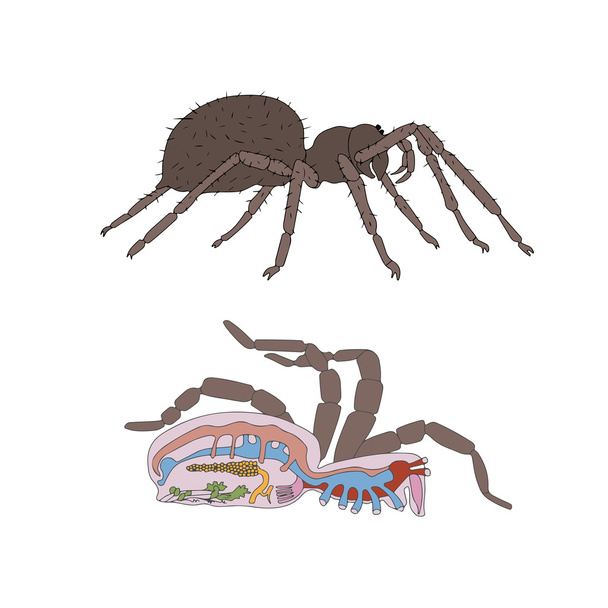 Morphology, cross-section of spider - Vetor, Imagem