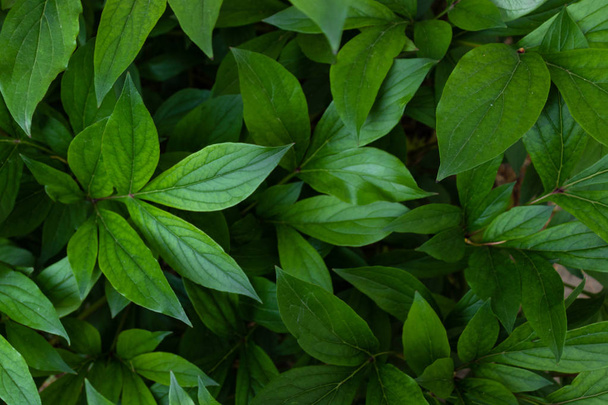 Фон сочных свежих зеленых листьев
 - Фото, изображение