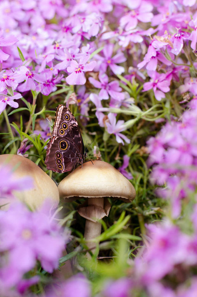 Photo rapprochée de papillon sur champignon parmi de belles fleurs de phlox. Printemps arrière-plan
. - Photo, image