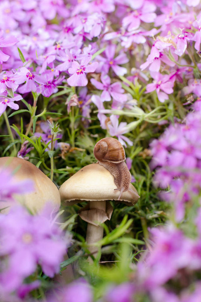 Close up photo of butterfly on mushroom among beautiful phlox flowers. Spring time background. - Photo, Image