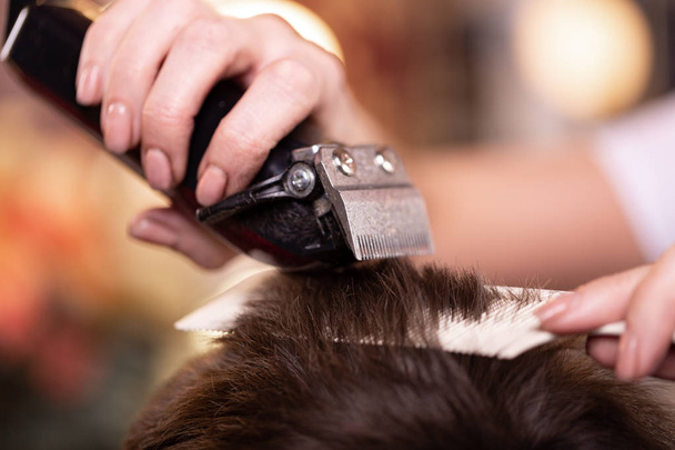 Close up of a male student having a haircut with hair clippers - 写真・画像