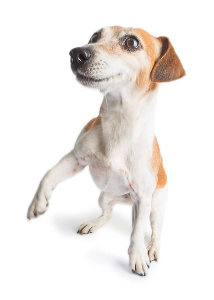 Active dancing movimg funny dog JAck Russell terrier on white background. - Foto, Imagen