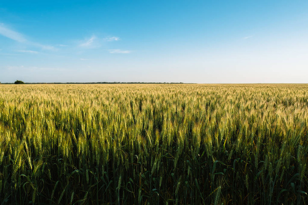 Weizen Stacheln Bauernhof Landwirtschaft Feld Landschaft mit blauem Himmel - Foto, Bild