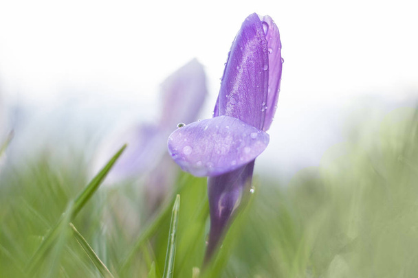 Wiosna z Krokus w miękkiej wygląd obrazu - Zdjęcie, obraz