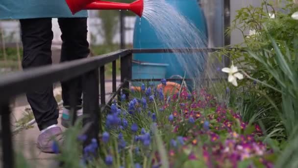 nainen suihkuttaa kukkia kukkapenkkiin maalaistalossa pihalla
 - Materiaali, video