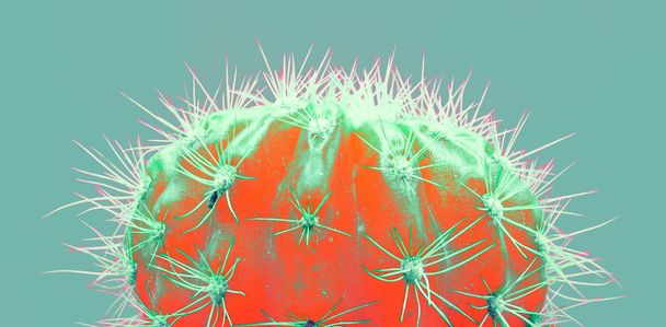 Cacti colorful fashionable mood. Trendy tropical Neon Cactus plant on green color background.  - Photo, Image