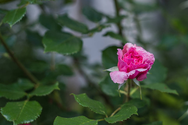  rozen plant in de tuin - Foto, afbeelding