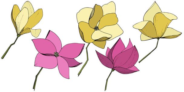 Vector Magnolia foral flores botánicas. Tinta grabada púrpura y amarilla. Elemento ilustrativo de magnolia aislada
. - Vector, Imagen