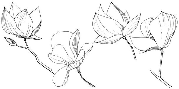 Vektorové Magnolie foralské botanické květiny. Černé a bílé ryté inkoustem. Izolovaný element Magnolia. - Vektor, obrázek