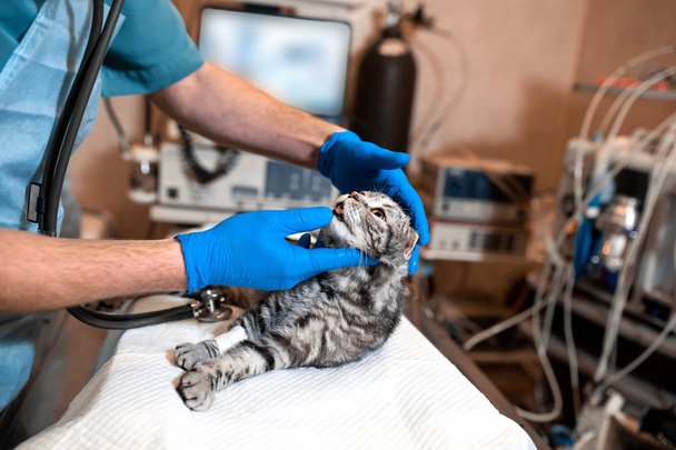 anesthesiologist prepares a cat for surgery. Checks if anesthesi - Foto, Imagen