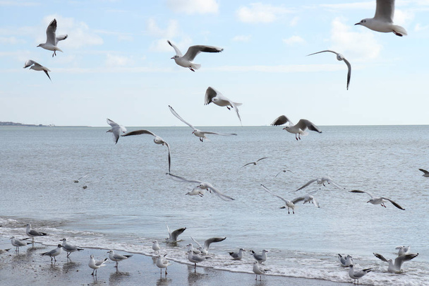 Красивый морской пейзаж с чайками и ярко-голубым небом
 - Фото, изображение