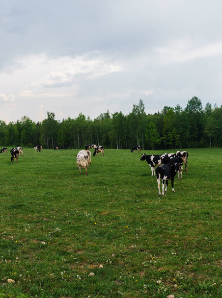 Μαύρες και λευκές αγελάδες βόσκουν και τρώνε γρασίδι στο χωράφι. - Φωτογραφία, εικόνα