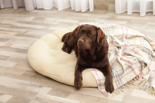 Chocolate labrador retriever on pet pillow indoors - Foto, imagen