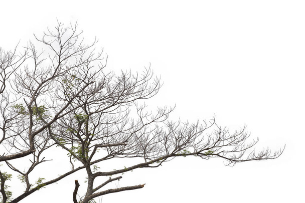 Zweige isoliert auf weißem Hintergrund. Schneidpfad. - Foto, Bild