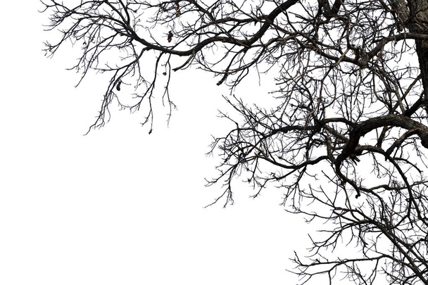 Ramos mortos, árvore morta de silhueta ou árvore seca no backgr branco
 - Foto, Imagem
