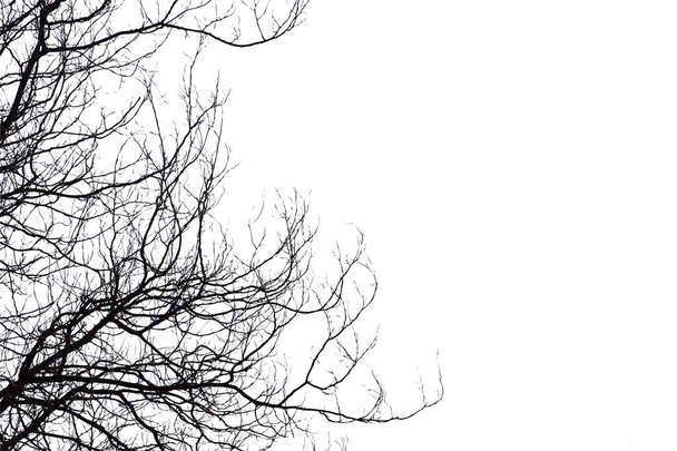 Dode takken, de dode boom silhouet of droge boom op witte backgr - Foto, afbeelding