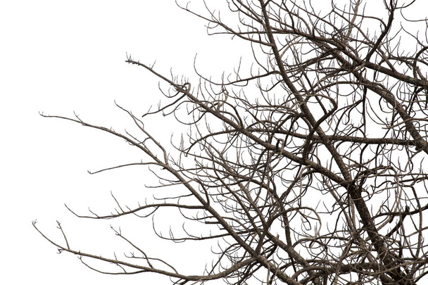 Νεκρά κλαδιά, σιλουέτα νεκρό δέντρο ή ξηρή δέντρο σε λευκό έκφραση - Φωτογραφία, εικόνα
