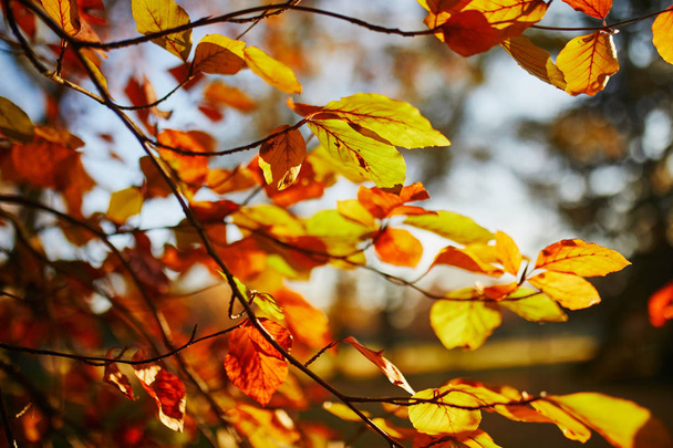 Closeup of colorful bright autumn leaves - Fotó, kép