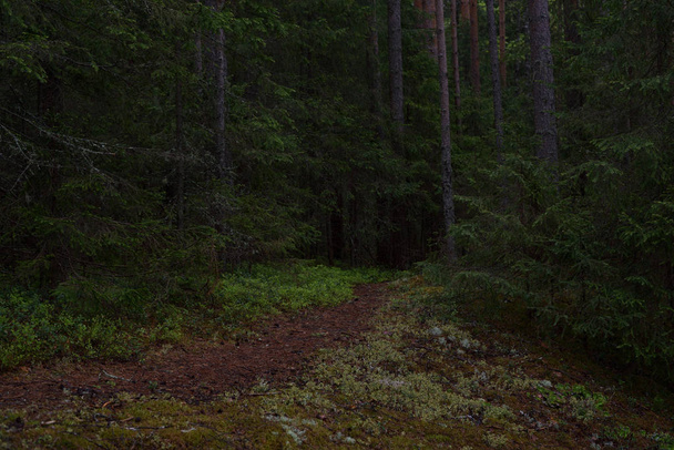 Rainy day in the taiga forest - Photo, Image