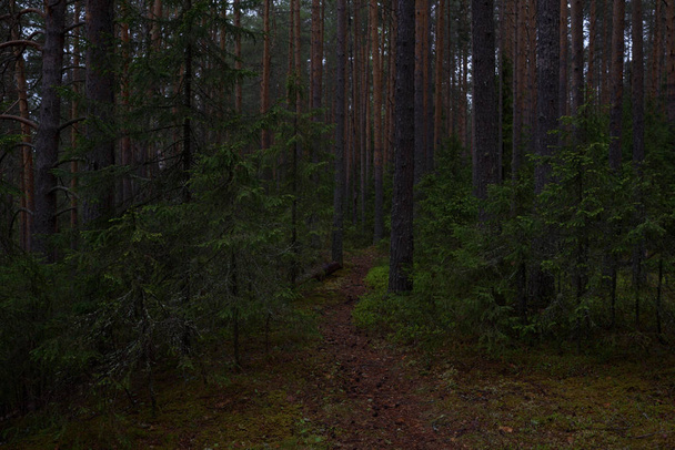 Rainy day in the taiga forest - Photo, Image