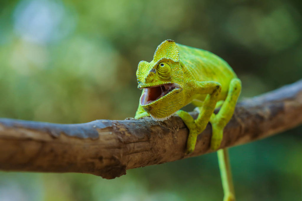 Green chameleon on wooden  - 写真・画像