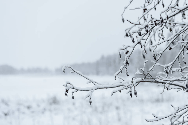 La branche de l'arbre a couvert de neige épaisse en saison hivernale  - Photo, image