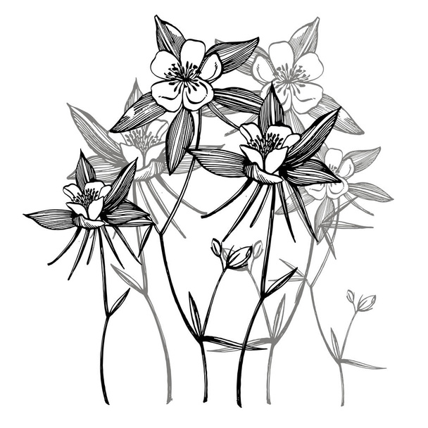 Double Columbine flowers. Collection of hand drawn flowers and plants. Botany. Set. Vintage flowers. Black and white illustration in the style of engravings. - 写真・画像
