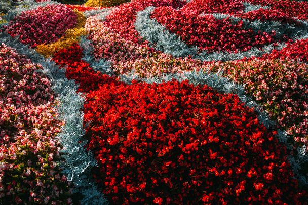 ein Teppich aus unbekannten Blumen im Park - Foto, Bild