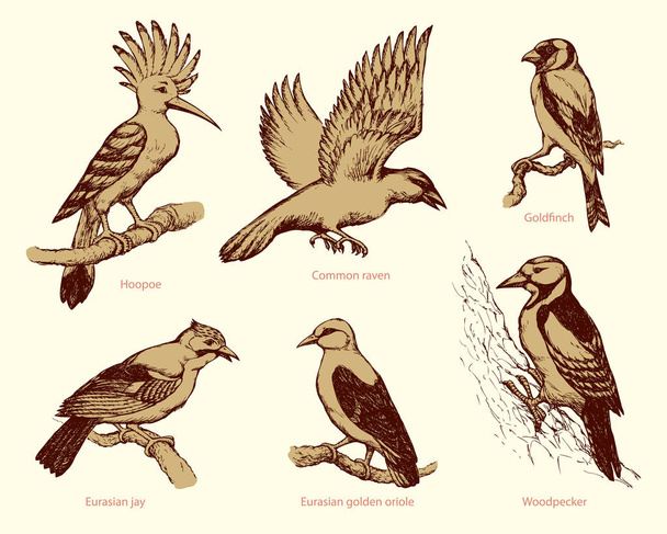 Vector set of birds: crow, hoopoe, oriole, woodpecker, jay, gold - Vector, Image