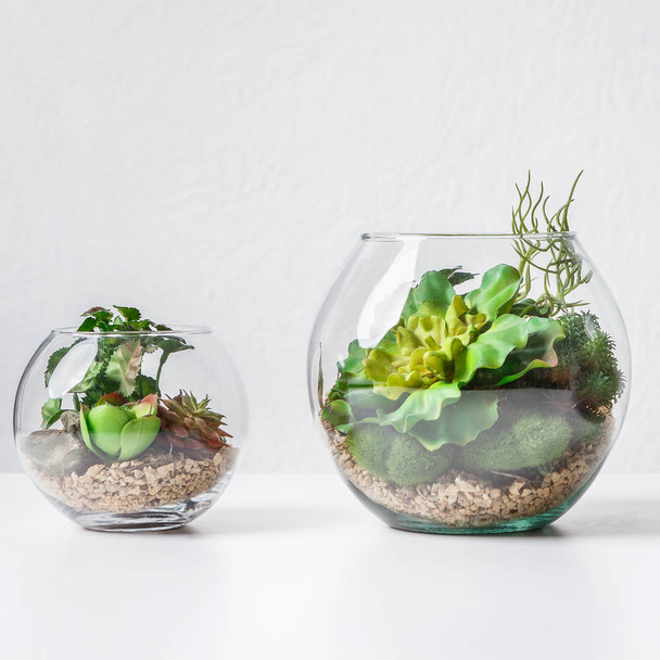 Vases de forarium sur table
 - Photo, image