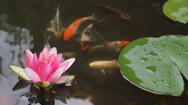 pembe nilüfer çiçek çiçek açan ve yeşil zambak yastıkları 1920 x 1080 ile Bahçe su birikintisi içinde yüzmeye koi balıkları - Video, Çekim